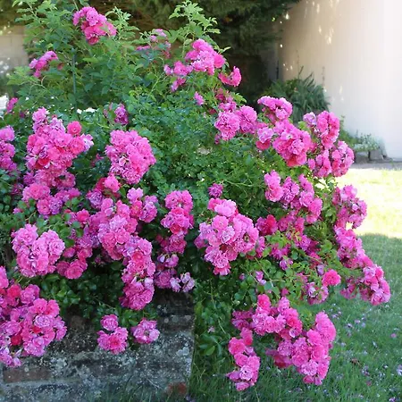 La Bergerie Du Festel *