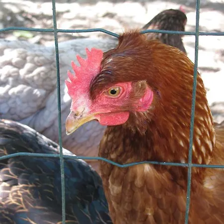 勒贝吉瑞费斯特度假屋 圣里基耶