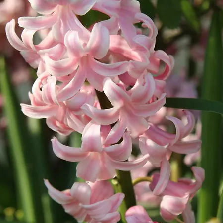 La Bergerie Du Festel Saint-Riquier